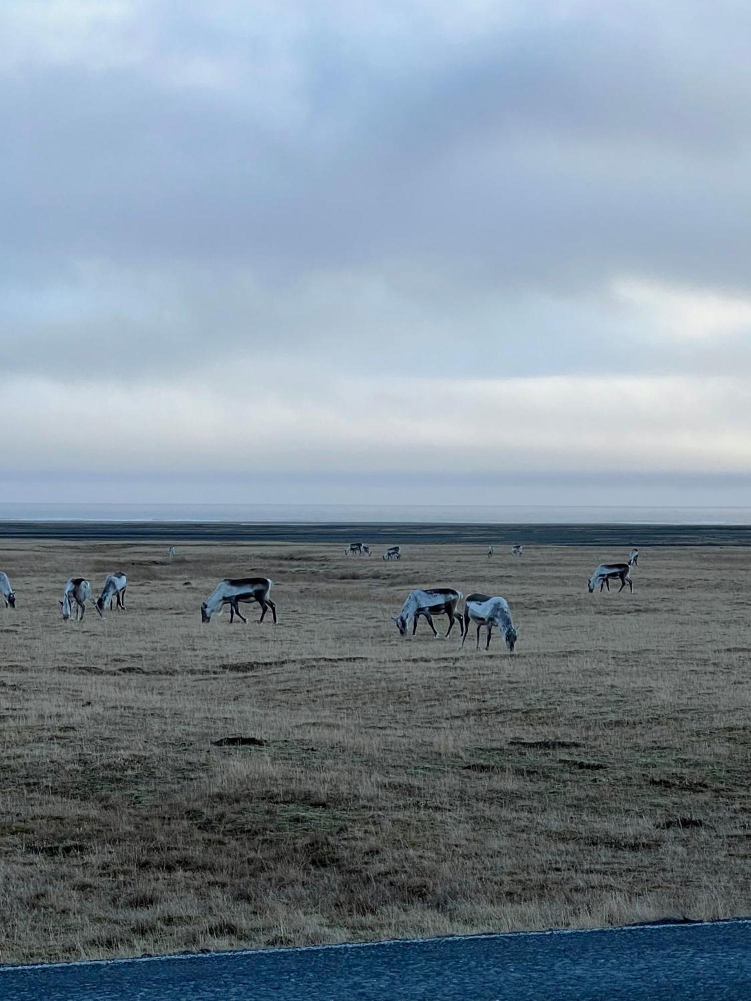 Vagnsstadir Hostel Borgarhöfn Buitenkant foto